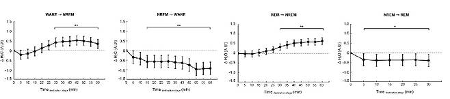 비렘수면, 특히 깊은 수면 단계로 진입할수록 뇌 수분량이 뚜렷하게 증가하며, 아교임파계에 의한 뇌 세척 활동이 활발해지고, 반대로 렘수면이나 각성 상태에서는 뇌 수분량이 감소해 청소 기능이 저하되는 모습