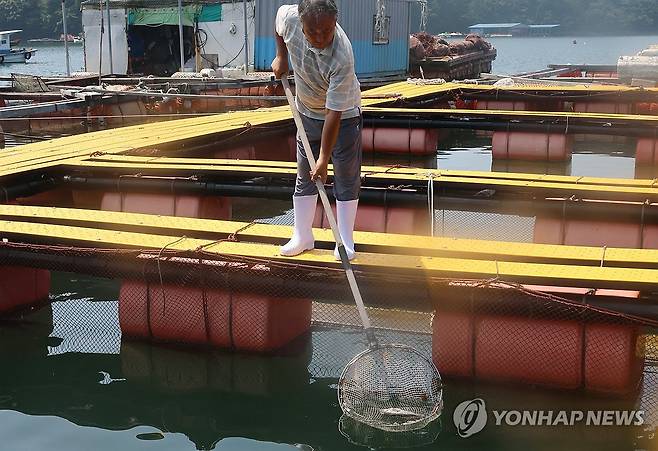 폐사한 우럭 건져내는 어민 (통영=연합뉴스 자료사진) 2024.8.7 ljy@yna.co.kr