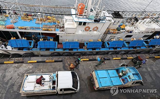 이달초 강릉 주문진항의 오징어 풍어 [연합뉴스 자료사진]