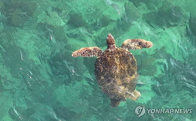 제주의 바다거북 [연합뉴스 자료 사진]