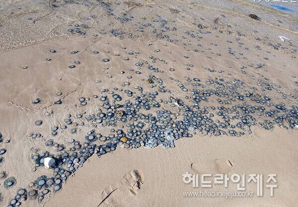 23일 오전 표선해수욕장 푸른우산관해파리 떼가 출현했다. (사진=헤드라인제주 독자)