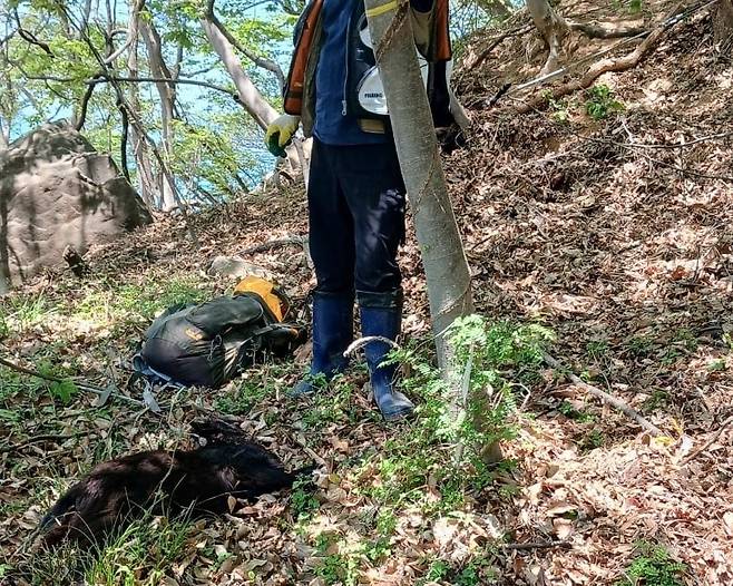 흑염소 포획 현장. /뉴스1