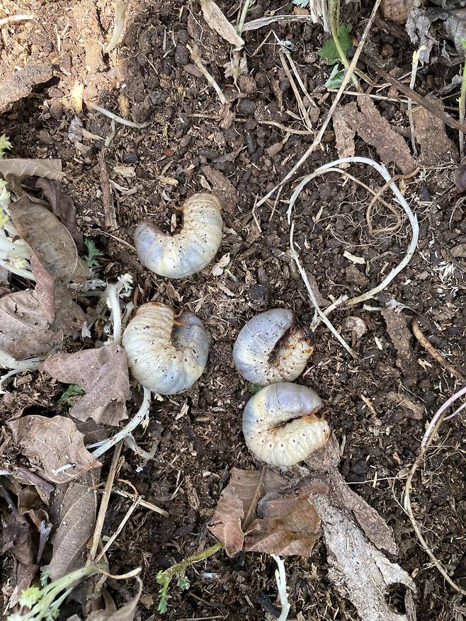 IMG_0833.jpeg 장수풍뎅이 주워서 풀어 줌