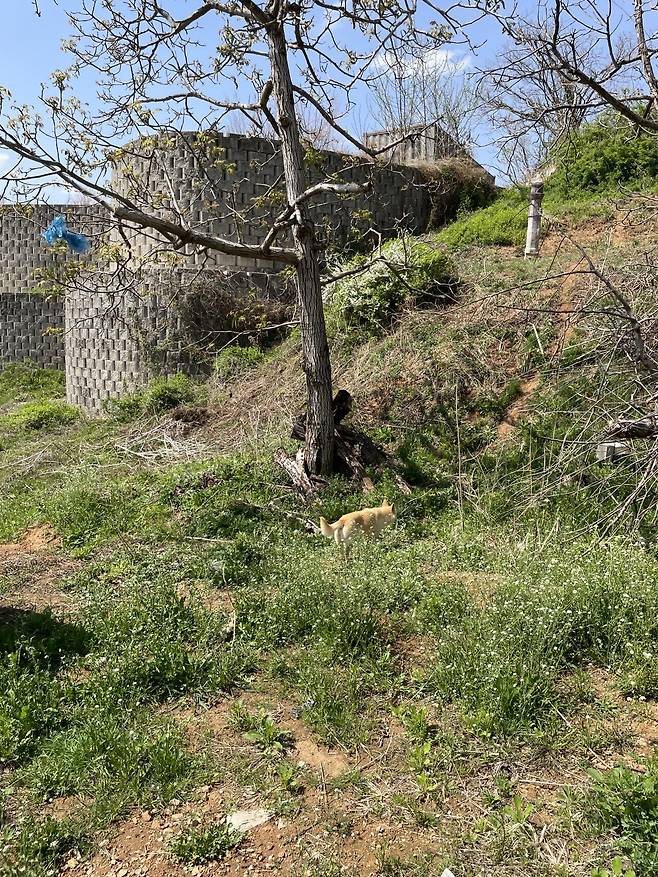 IMG_0836.jpeg 장수풍뎅이 주워서 풀어 줌