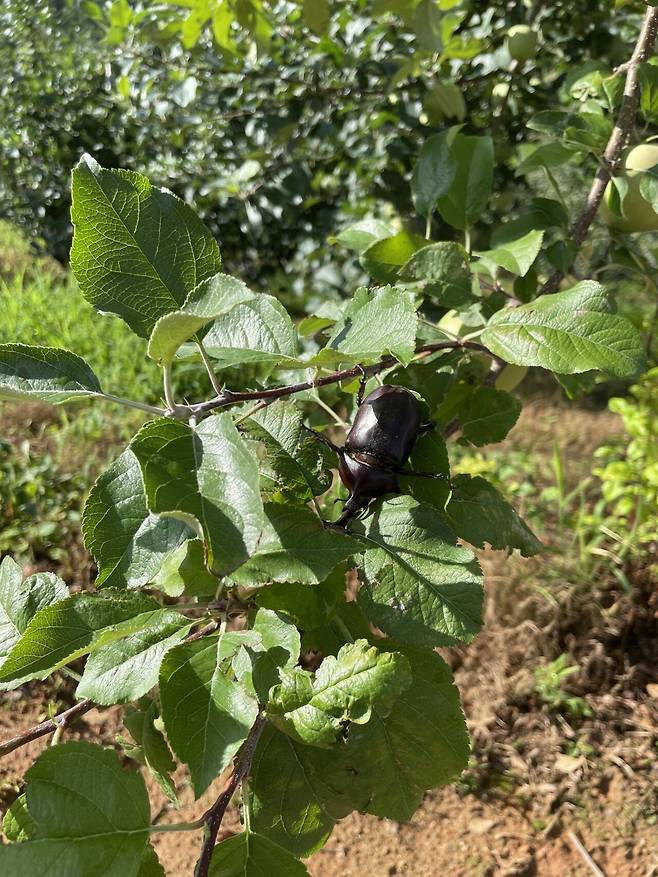 IMG_1520.jpeg 장수풍뎅이 주워서 풀어 줌