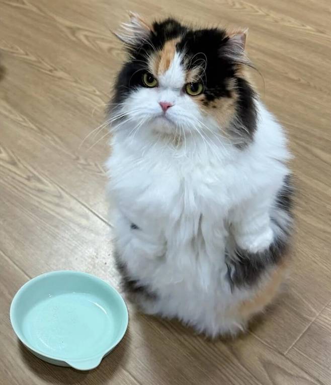 밥그릇이 비어 화난 고양이.jpg