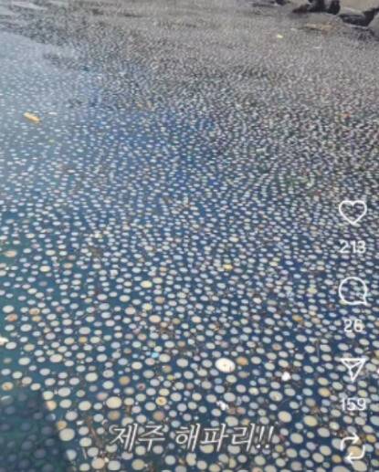 지난 27일 제주시 구좌읍 김녕항. 인스타 @ksm3380 제공