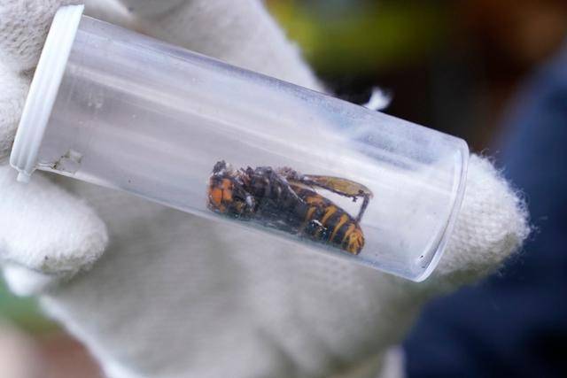 ‘살인 말벌’(murder hornet)로 일컬어지는 장수말벌. 한국일보 자료사진