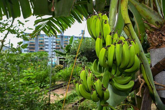 폭염이 연일 이어지고 있는 가운데 28일 서울 노원구 천수주말농장에 바나나가 주렁주렁 달려 있다. 고온다습한 날씨가 이어지면서 아열대 기후 대표 과일인 바나나가 서울 도심 한복판에서 재배되고 있는 것이다. 마명선 대표는 “신기한 일은 맞지만 한편으로 변화하는 기후가 우리 농원의 모습을 크게 바꿀 것”이라며 근심 섞인 심경을 밝혔다. 윤웅 기자
