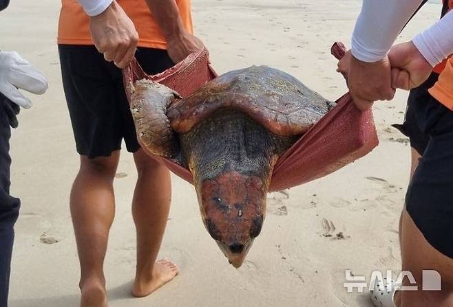 [제주=뉴시스] 서귀포해양경찰서가 27일 오후 서귀포시 표선해수욕장 해상에서 멸종위기종 붉은바다거북이를 발견해 구조하고 있다. (사진=서귀포해양경찰서 제공) 2025.07.27. photo@newsis.com