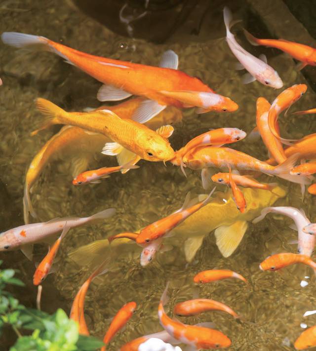 아이들이 좋아하는 잉어를 양식하는 수조.