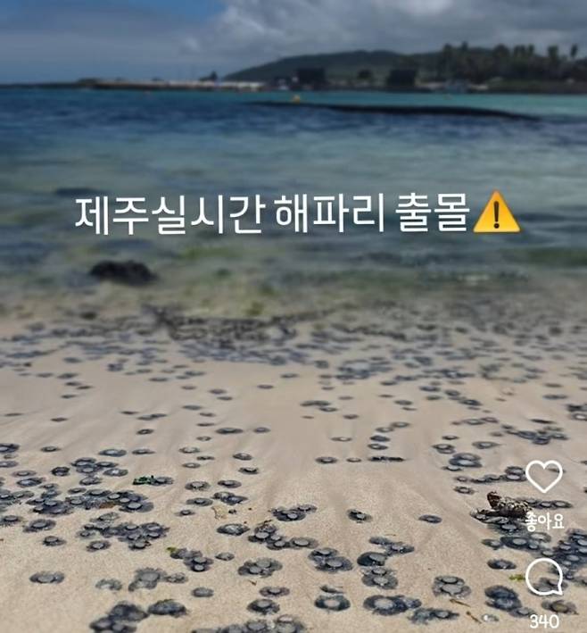 제주도 해수욕장에 해파리 떼가 출현해 눈길을 끌고 있다. 푸른색 곰팡이처럼 보이는 이 해파리의 정체는 ‘푸른우산관해파리’인 것으로 드러났다. 인스타그램 캡처