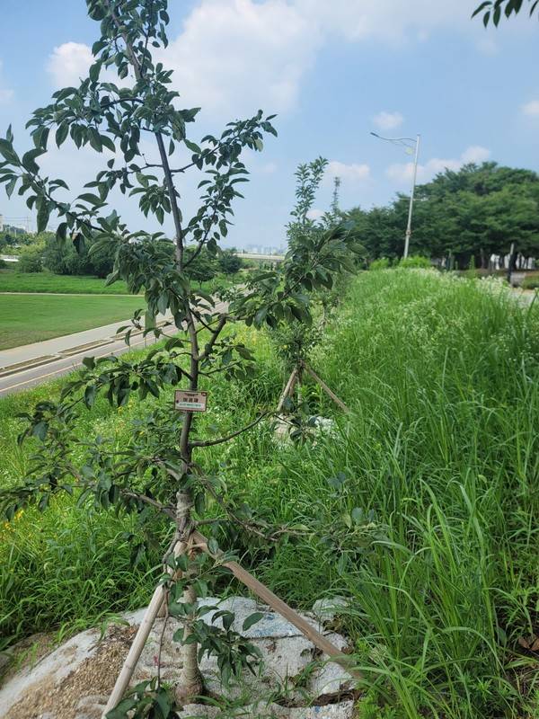 이권재 오산시장이 30만 원을 기부해 심어진 오산천변 사과나무. 처음에는 13개 이상의 사과가 탐스럽게 열려 익어가고 있었지만 다 따내어 남아 있지 않은 모습. 손이 닿지 않은 제일 꼭대기에 열매 하나가 남아 있다고 자연보호경기도오산시협의회장은 전했다. [사진=경인방송]