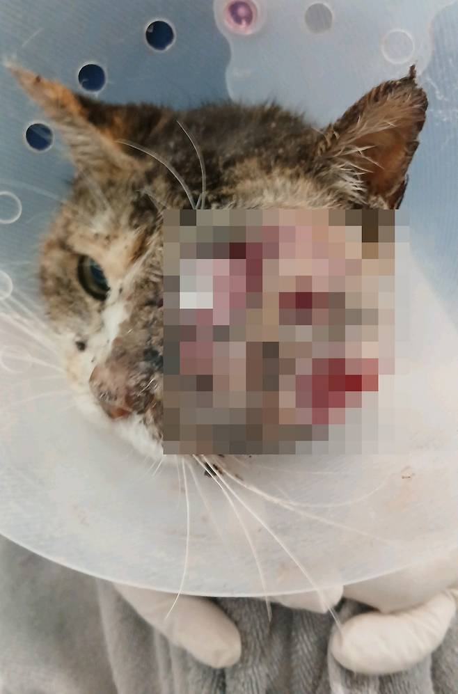 지난 4월 미미의 상태. 종양의 수술적 절제가 어려워 미미는 통증과 염증을 조절하는 보존적 치료를 우선 진행한 후 방사선 치료를 받았다(로얄동물메디컬센터 제공). ⓒ 뉴스1
