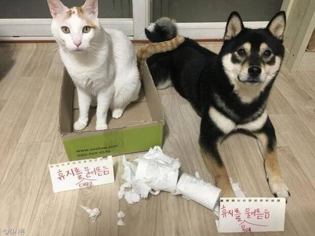 강아지랑 고양이의 성격 차이.jpg