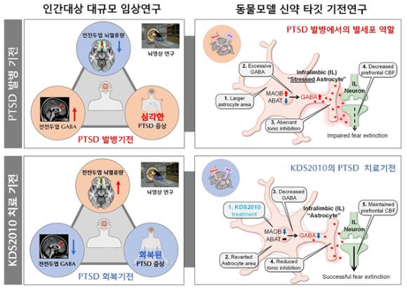 대규모 임상 뇌영상 분석을 통해 PTSD 환자의 전전두엽에서 GABA 농도가 비정상적으로 증가하고 동시에 뇌혈류가 감소하는 것을 확인했다. [사진=IBS]