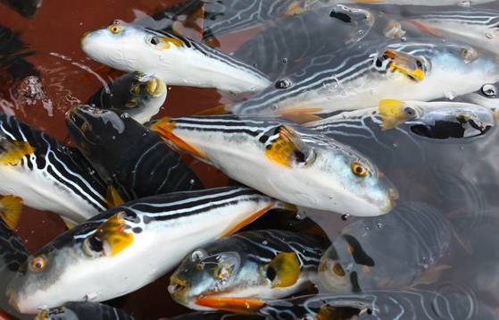 복어. 기사 내용과 관련없음. 중앙포토