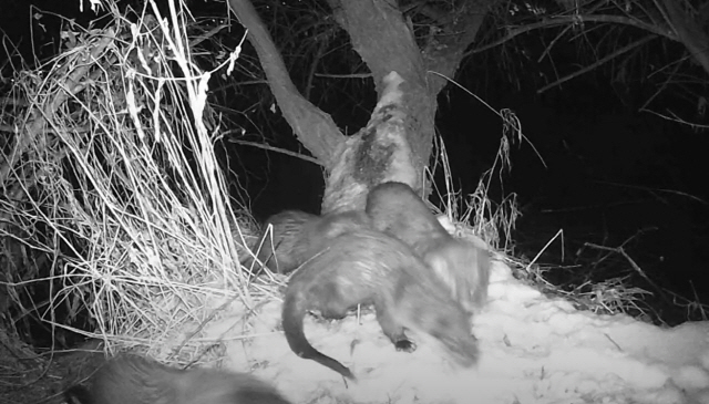 ▲ 춘천 서면 저수지에서 확인된 천연기념물이자 멸종위기 야생동물인 수달. 본 내용과 관련없는 자료사진입니다.