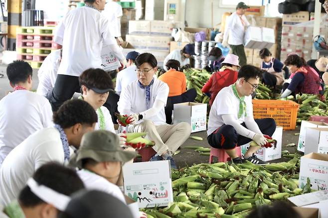 현대글로비스 임직원들이 지난 24일 홍천군 자은2리에서 수확한 옥수수를 손질·포장하고 있는 모습.현대글로비스