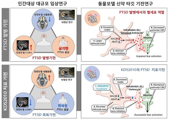 PTSD에서 별세포 GABA 조절 메커니즘 및 신약 KDS2010의 치료 효과. IBS