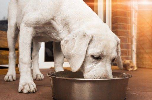 개를 키우는 사람들은 개에게 사료 주는 방식을 두고 고민합니다. 개의 밥그릇에 항상 사료를 채워두는 자율급식 그리고 정해진 시간에 정량의 사료를 덜어주는 제한급식 중 어느 것이 더 바람직할까요. 전문가들은 제한급식을 꼽습니다. 전미 동물학대방지협회(ASPCA)