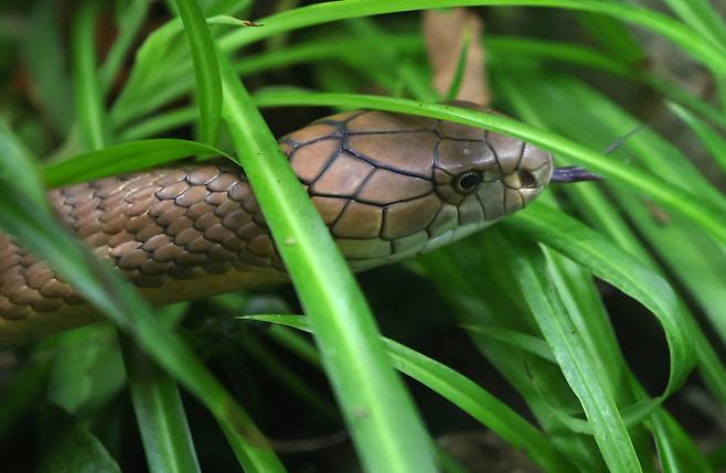인도 북부 비하르주에서 1살 남아가 자신의 손에 감겨든 코브라를 깨물어 죽였다. 사진은 킹코브라의 모습. /사진=로이터
