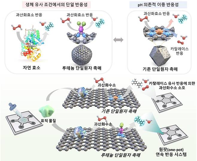 Селективная реакция фермента и схема обнаружения биомаркеров.[KAIST 제공]