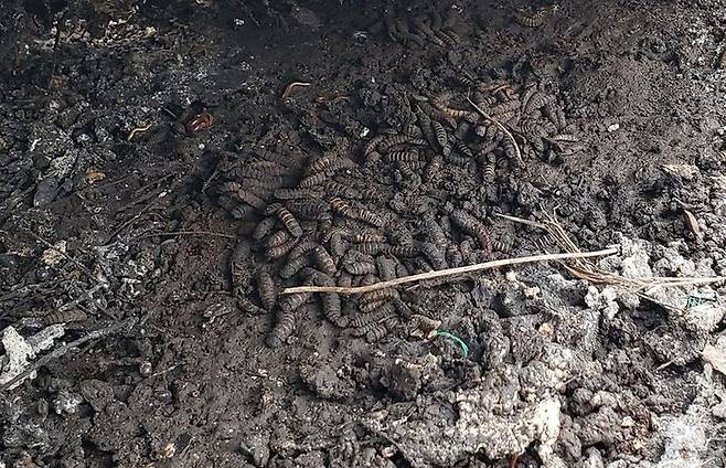 [서울=뉴시스] 네안데르탈인이 일부러 고기를 부패시킨 뒤 구더기와 함께 먹었을 가능성이 연구를 통해 제기됐다. (사진 = 멜라니 비즐리) 2025.07.29. *재판매 및 DB 금지
