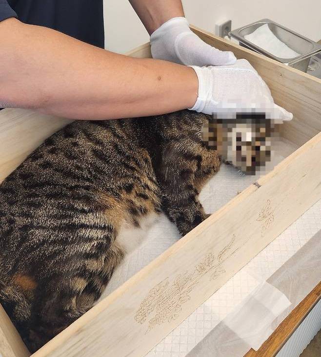 심 씨가 보낸 사망한 고양이 사진 [동물보호단체 네스트 제공]