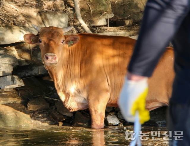 ① 최근 집중호우가 발생해 경남 산청에서 떠내려간 한우가 27일 경남 진주 진양호에서 발견됐다.