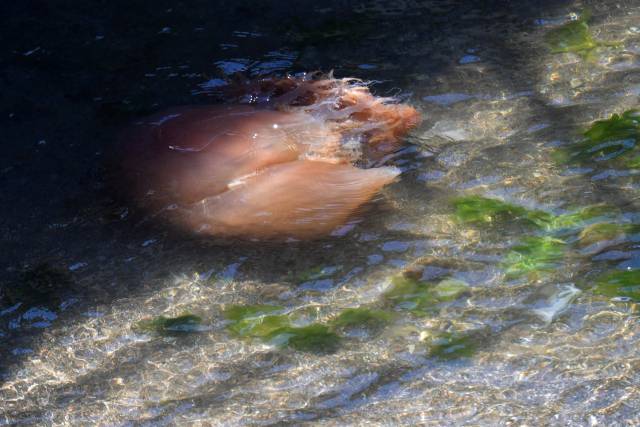 지난해 포항해안에 나타난 노무라입깃해파리. 뉴스1