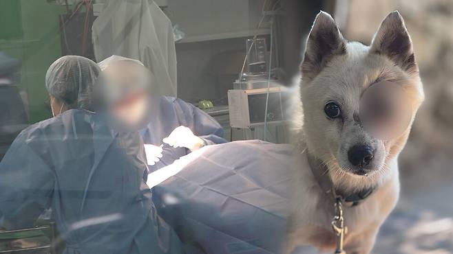 해병대원들에 의해 안구가 적출되는 피해를 입은 강아지 매화 ⓒ시사저널 양선영 디자이너·피해자 측 제공 