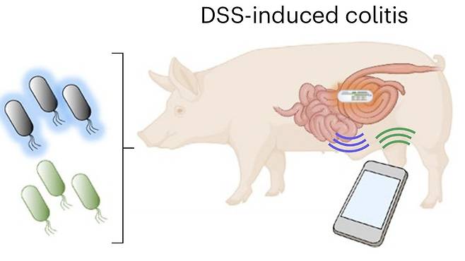 스마트폰으로 조종 가능한 소형 캡슐로 장내 유전자 조작 대장균을 제어하는 실험  염증 물질을 감지하면 빛을 내도록 유전자 조작된 대장균을 스마트폰으로 조종 가능한 소형 캡슐과 함께 대장염 모델 돼지의 장에 투입하는 실험. 캡슐은 대장염 염증 부위에서 대장균이 질산염에 반응해 발생시킨 빛 신호를 감지, 스마트폰 앱으로 전달하고, 연구팀은 캡슐 내 LED가 빛을 내도록 조종해 대장균 내부의 빛 감응 유전자를 활성화함으로써 대장균이 항염증 나노항체(nanobody)를 분비하도록 유도한다.[Nature Microbiology, Taofeng Du et al. 제공. 재판매 및 DB 금지]