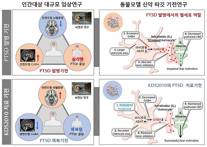 PTSD에서 별세포 GABA 조절 메커니즘 및 신약 KDS2010의 치료 효과 [IBS 제공. 재판매 및 DB 금지]