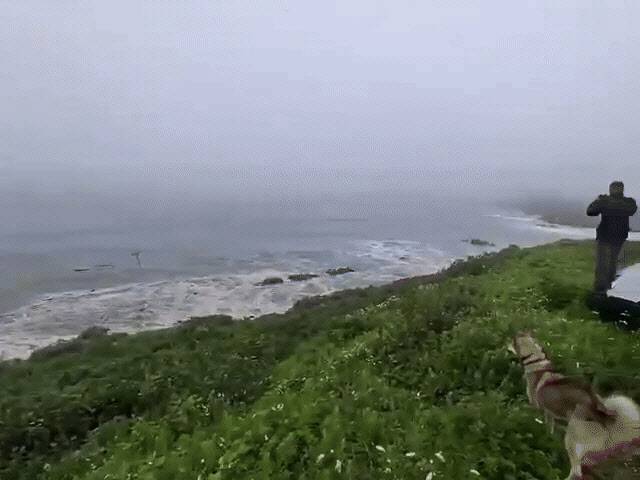 러시아 캄차카 반도의 세베로쿠릴리스크 항에 쓰나미가 밀려오는 모습이 소셜미디어 X에 확산하고 있다.(이미지=엑스)