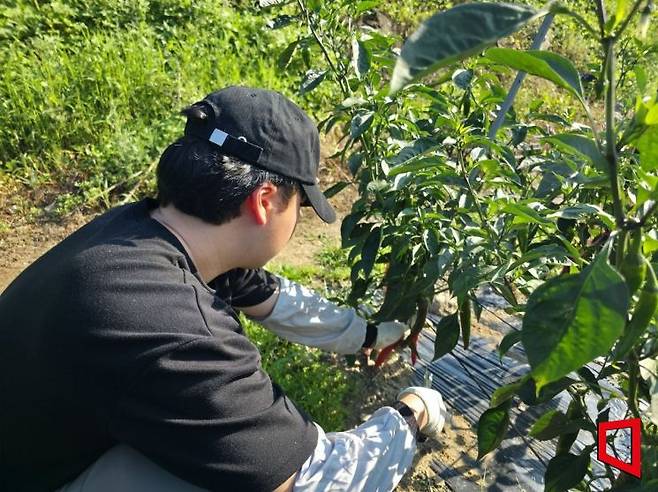 본지 기자가 29일 강원도 춘천시 사북면의 한 밭에서 고추를 수확하고 있다. 최영찬 기자