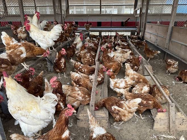 산안마을농장은 동물복지 농장 사육 기준(1㎡당 9마리)의 두 배(1㎡당 4.4마리)에 달하는 면적에서 산란계 4만 마리에게 사료와 목초를 섞여 먹이며 키우고 있었다. 김지숙 기자