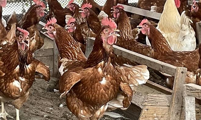 전국 대부분 지역에 폭염경보가 내려지고 수도권 낮 최고기온이 37도까지 오른 지난 25일, 경기도 화성 ‘산안마을농장’의 닭들이 열을 식히기 위해 입과 날개를 벌리고 빠르게 호흡하고 있다. 유재호씨 제공