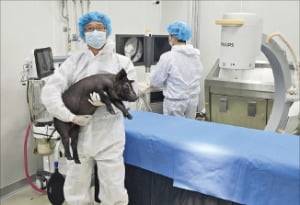 이상철 크로넥스 대표가 미니피그를 안고 있다. /크로넥스 제공