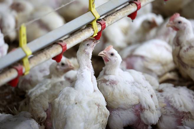 A chicken drinks water to cool off at a poultry farm in Seji-myeon, Naju, South Jeolla. [NEWS1]