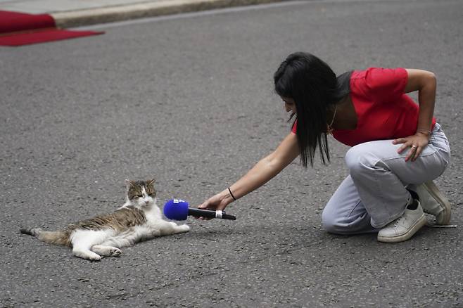 영국 런던 다우닝 10번가에서 한 기자가 '내각부 수석 쥐잡이'(Chief Mouser to the Cabinet Office)로 불리는 고양이 래리에게 마이크를 들이대고 있다. /사진=뉴시스