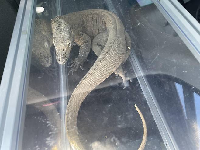 지난해 7월 밀수당시 적발된 코모도왕도마뱀/사진제공=인천공항세관