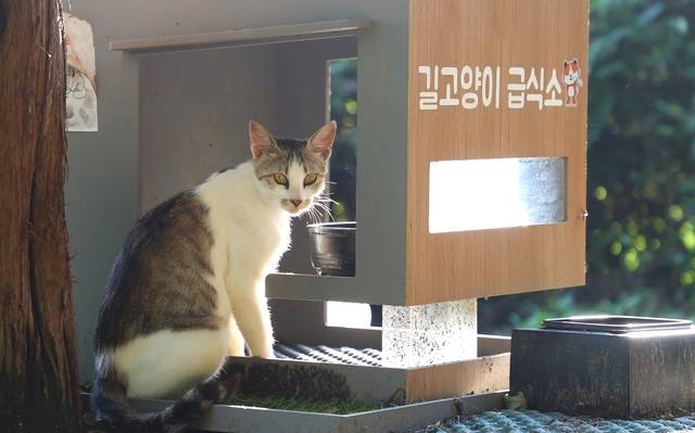충주 호암지에 있는 길고양이 급식소. 뉴시스