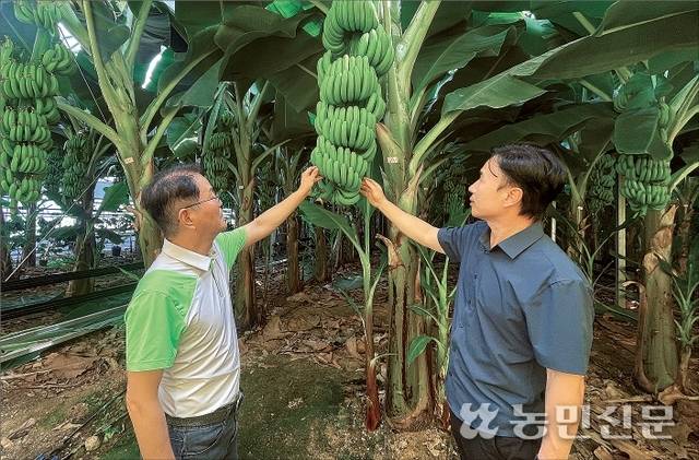 전남 신안군 팔금면에서 바나나를 재배하는 김일수 신안섬바나나사회적협동조합 이사장(왼쪽)과 백인철 신안군 친환경농업과장이 바나나의 생육을 점검하고 있다. 김 이사장은 “냉난방용 전기요금이 큰 부담”이라고 말한다.