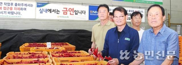 경북 북안동농협 강병도 조합장(왼쪽 두번째)과 조합원들이 25일 ‘홍고추 공판장’ 개장에 맞춰 첫 출하한 홍고추를 살펴보고 있다.