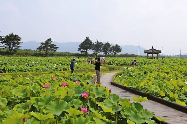 동궁과월지 연꽃단지.