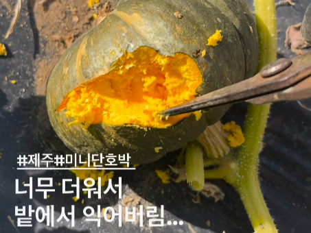 전국적으로 폭염이 계속되는 가운데, 제주에서는 단호박이 밭에서 익어버리는 피해가 발생했다. ‘제주볼레섬농장’ 인스타그램 캡처