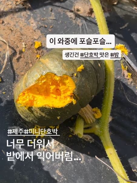 전국적으로 폭염이 계속되는 가운데, 제주에서는 단호박이 밭에서 익어버리는 피해가 발생했다. ‘제주볼레섬농장’ 인스타그램 캡처
