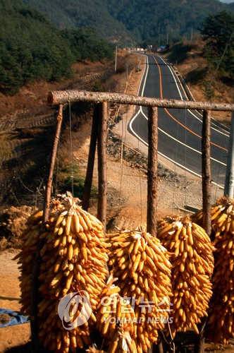 농촌-옥수수 말리기 연합뉴스 자료사진