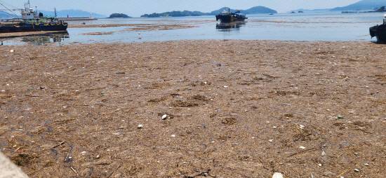 삼천포 구항이 폭우로 인해 댐방류가 이뤄지면서 밀려온 쓰레기들로 가득차있다.